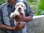 Labrador Retriever Puppies