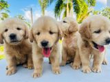 Labrador Retriever Puppies -Pure Bred
