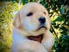 Labrador Puppies