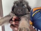 Lion Shepherd Puppies