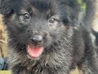 Lion Shepherd Puppies