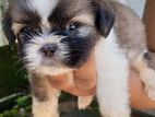 Shih Tzu Puppiese