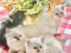 Persian Kittens