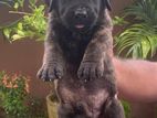 Presa Canario