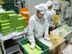 Production /Packing Officer- Colombo