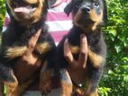 Rottweiler Female Puppies