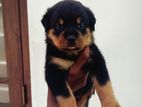 Rottweiler Dog