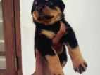 Rottweiler Dog