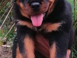 Rottweiler Puppies