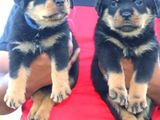 Rottweiler Puppies