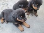 Rottweiler Puppy