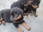 Rottweiler Puppy