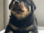 Rottweiler Puppy