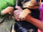 Rotweiler Puppies