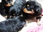 Rotweiler Puppies