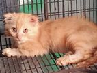 Scottish Fold Kittens