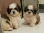 Shih Tzu Puppies