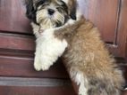 Shih Tzu Puppy (one side Imported)