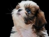 Shihtzu