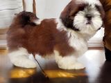 Shihtzu Puppies