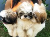 Shihtzu Puppies