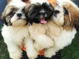 Shihtzu Puppy