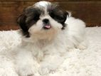 Shih Tzu Puppies