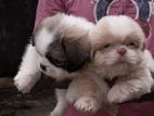 Shihtzu Puppies