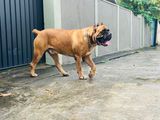 red Cane Corso King Harrison for Crossing