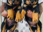 Super Quality Rottweiler Puppies KASL