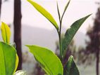 සුපර්වයිසර් - නිෂ්පාදන අංශය