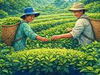 Tea Estate Labour - Ingiriya
