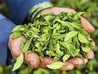 Tea Packing Officer - Rathnapura