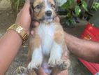 Terrier Dog Puppies