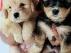 Tibetan Terrier Puppies