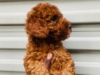 Toy Poodle Dog Puppies