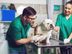 Veterinary Assistants - Kurunegala