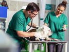 Veterinary Assistants - Kurunegala