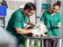 Veterinary Assistants - Kurunegala