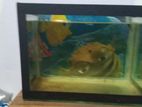 Fish Tank