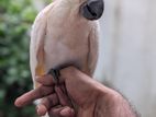 Umbrella Cockatoo Bird