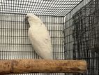 Umbrella Cockatoo Female