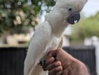 Umbrella Cockatoo