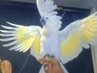 Umbrella Cockatoo