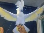 Umbrella Cockatoo