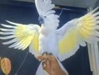 Umbrella Cockatoo