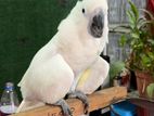 Umbrella Cockatoo