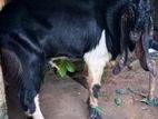 Jamunapari Kidai Goat