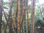 Una Bamboo