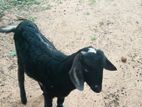 Farm Goat